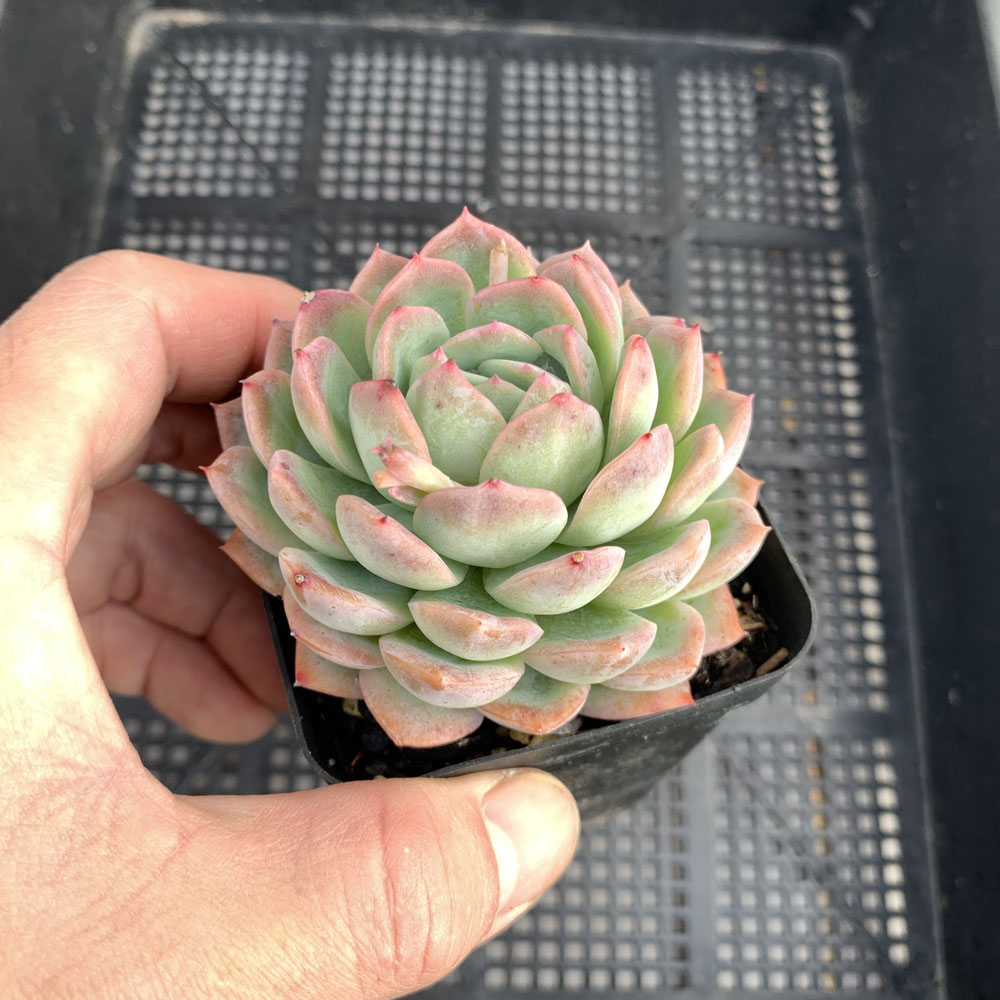 Echeveria Sasa | 莎莎女王