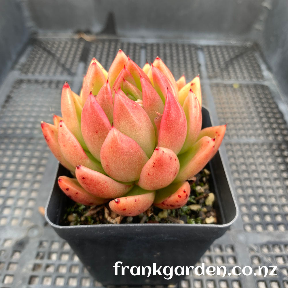 Agavoides Water Lily | 水莲东云