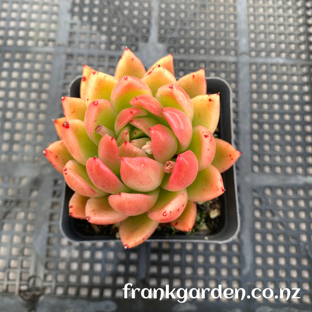 Agavoides Water Lily | 水莲东云