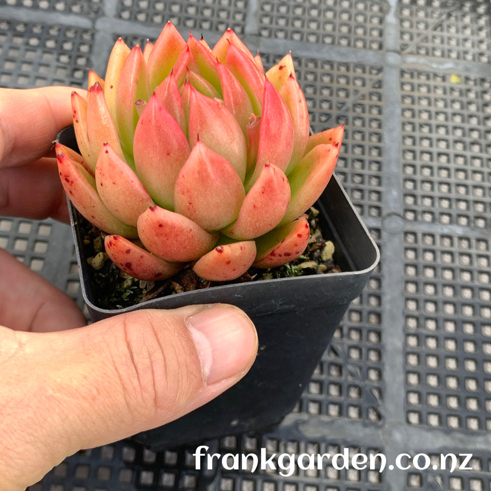 Agavoides Water Lily | 水莲东云