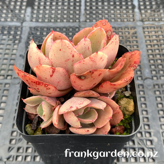 Echeveria Painted frills  | 紫焰