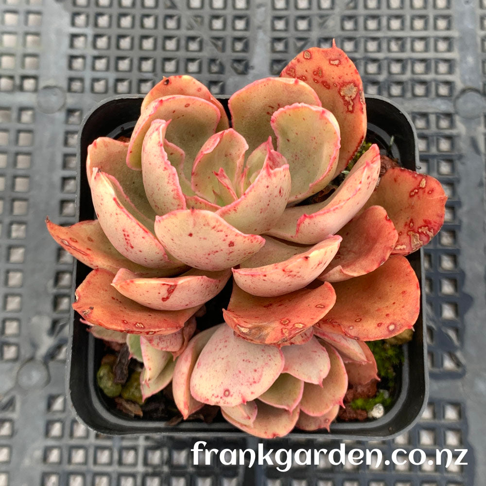 Echeveria Painted frills  | 紫焰