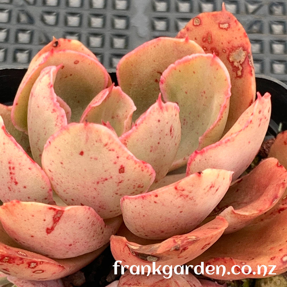 Echeveria Painted frills  | 紫焰