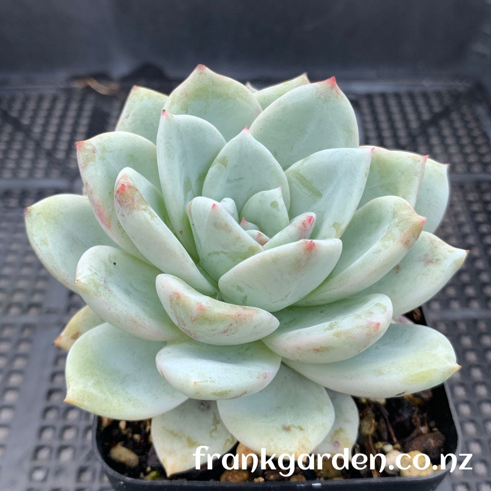 Echeveria Monroe | 橙梦露