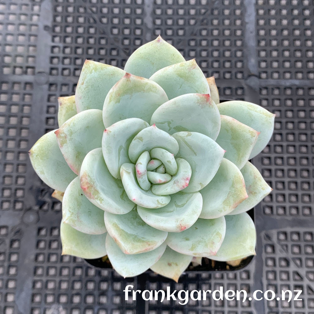 Echeveria Monroe | 橙梦露