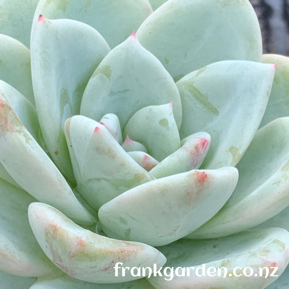 Echeveria Monroe | 橙梦露