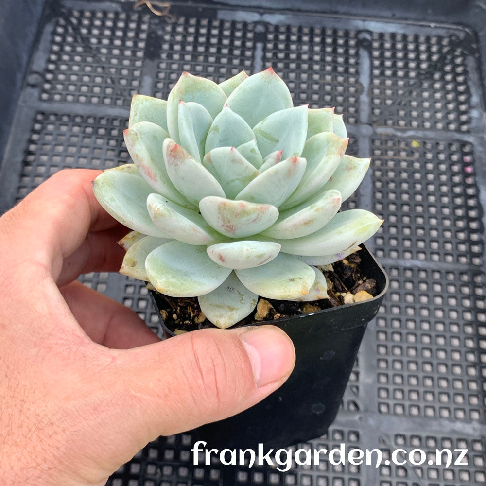 Echeveria Monroe | 橙梦露