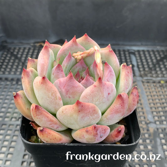 Echeveria Chihuahuaensis | 吉娃娃 吉娃莲