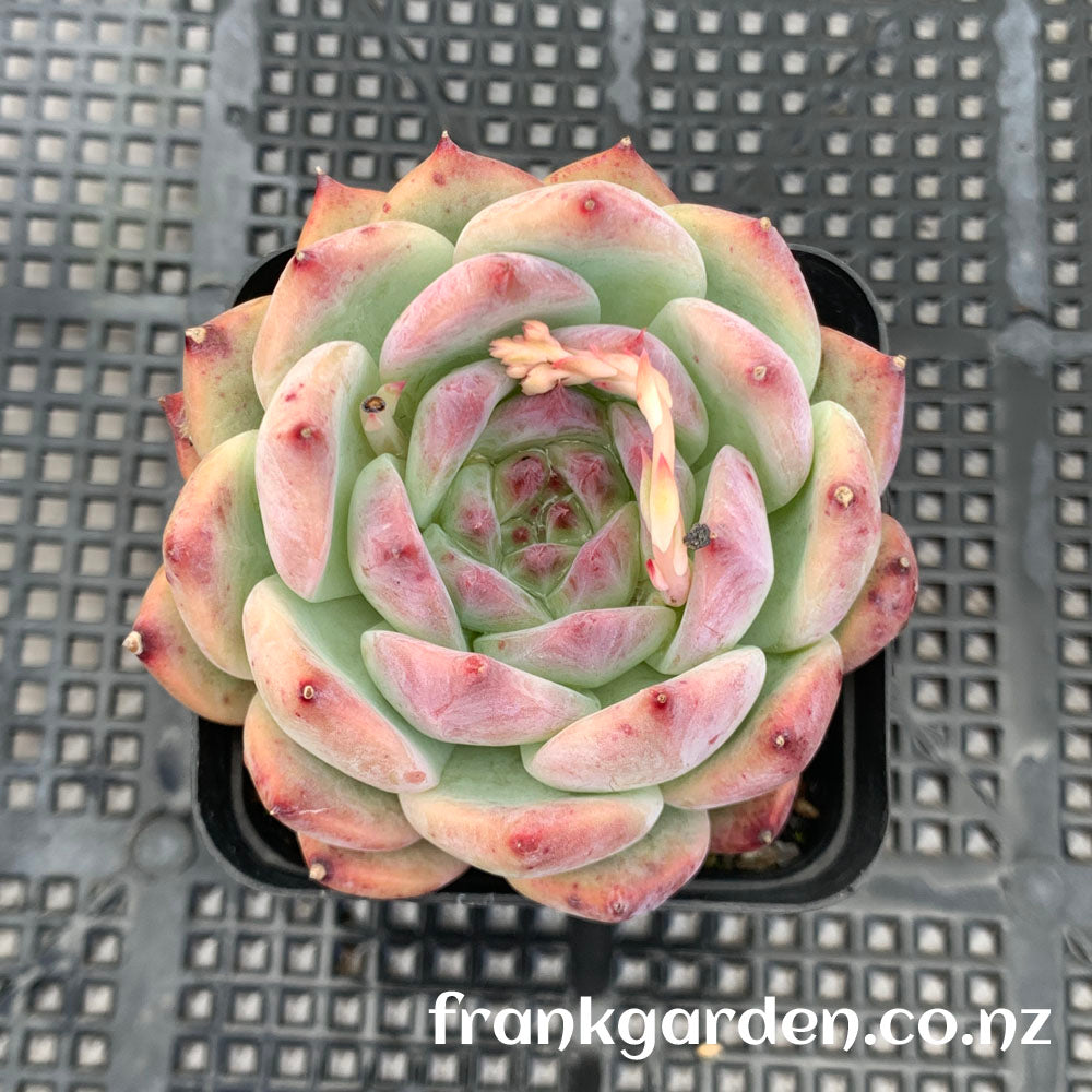 Echeveria Chihuahuaensis | 吉娃娃 吉娃莲