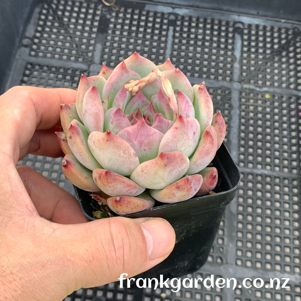 Echeveria Chihuahuaensis | 吉娃娃 吉娃莲