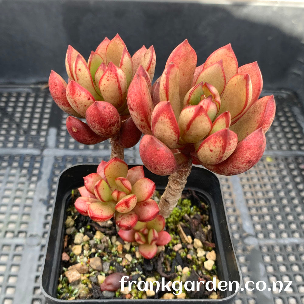 Echeveria Globuliflora | 珠花莲