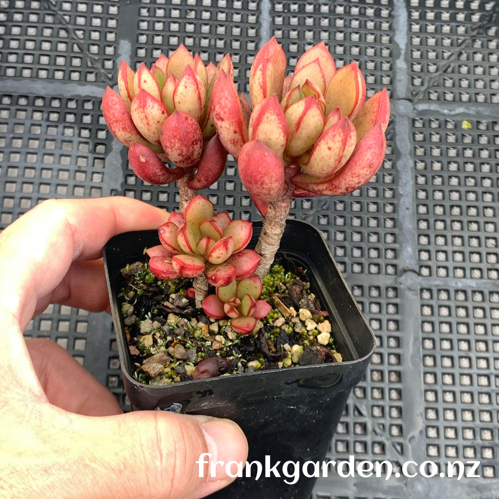 Echeveria Globuliflora | 珠花莲