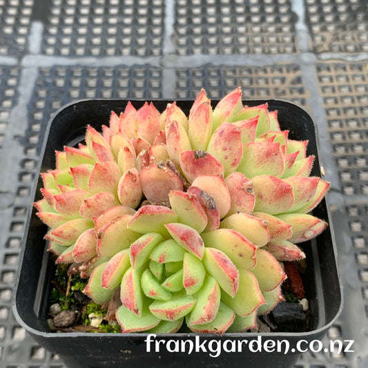 Echeveria Derosa | 玫瑰莲