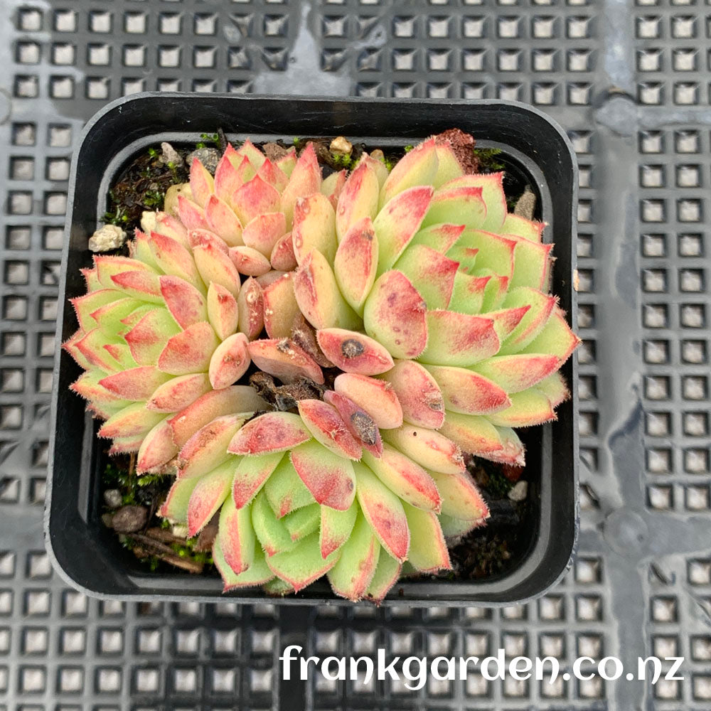 Echeveria Derosa | 玫瑰莲