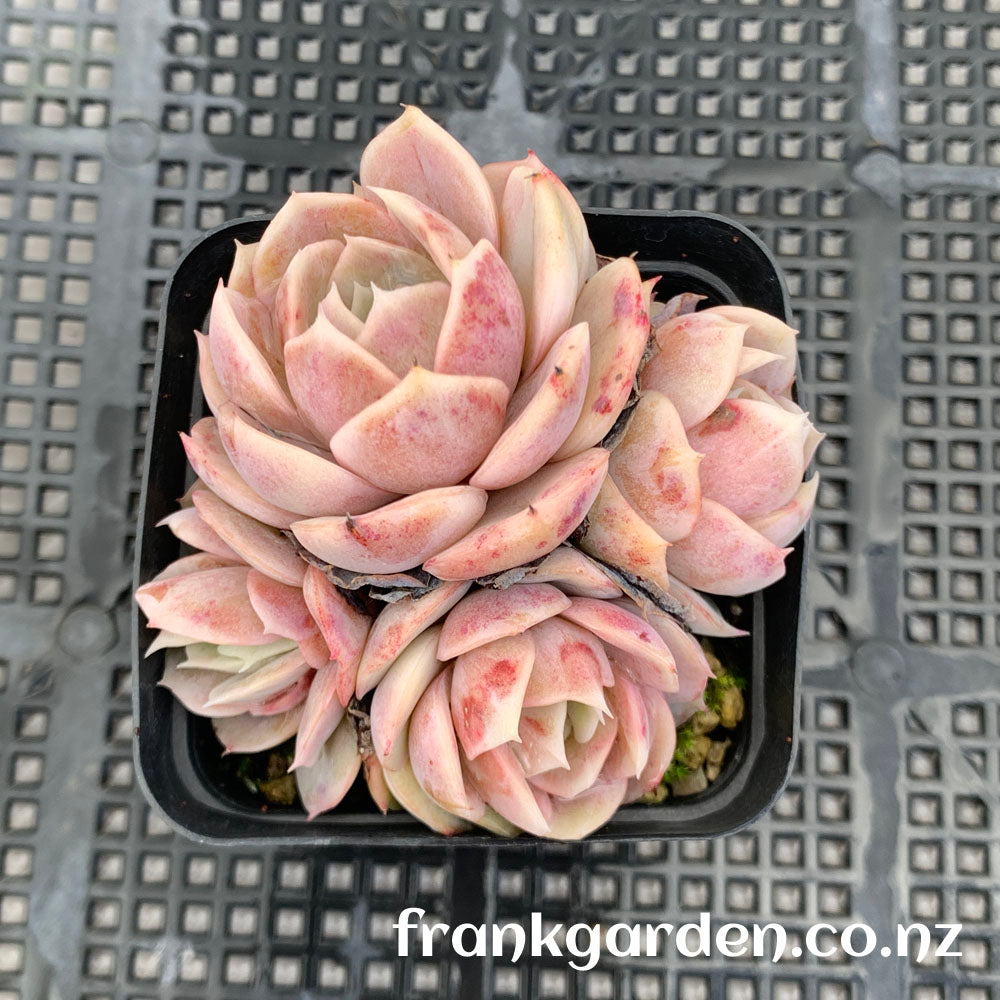 Echeveria Blue Surprise | 蓝色惊喜