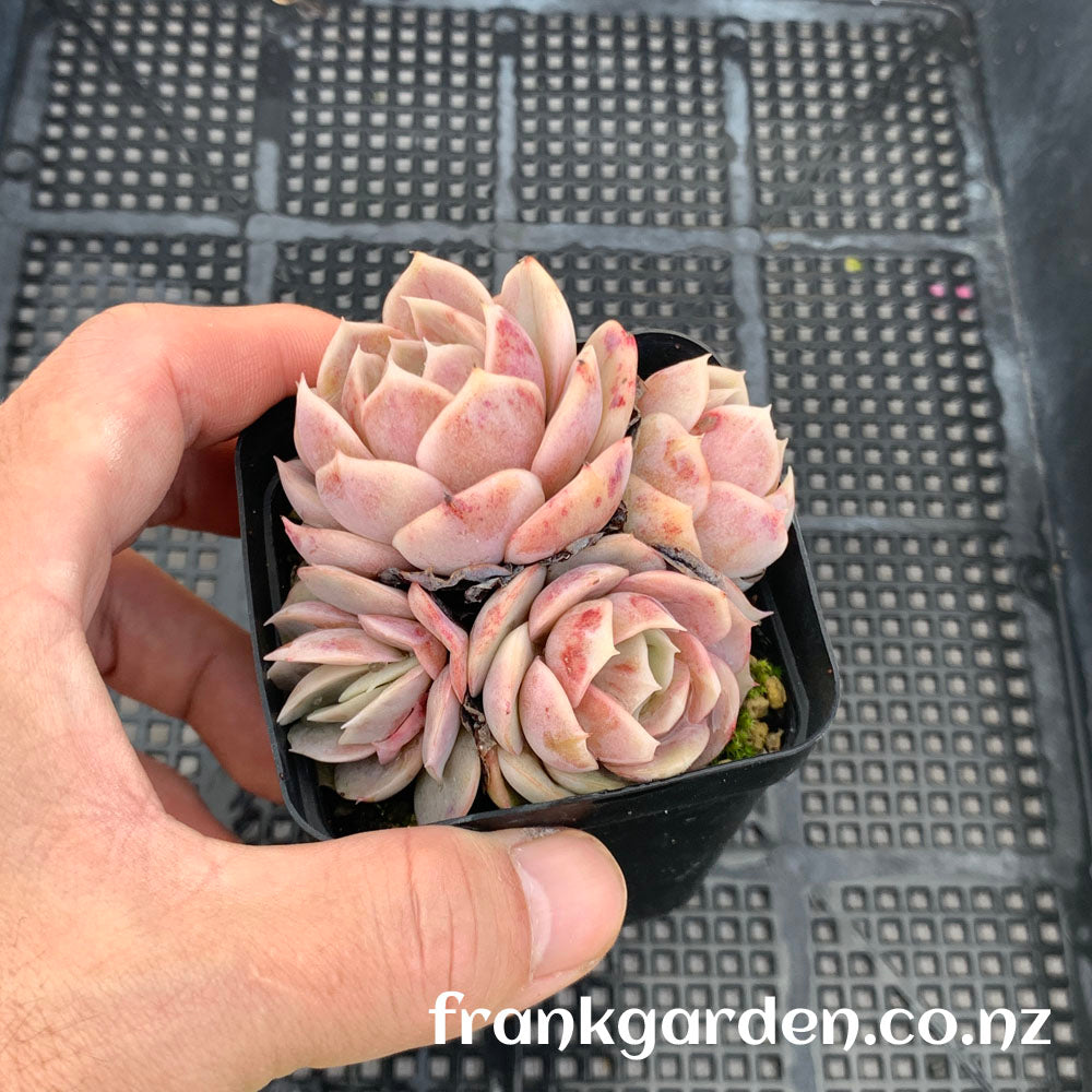 Echeveria Blue Surprise | 蓝色惊喜