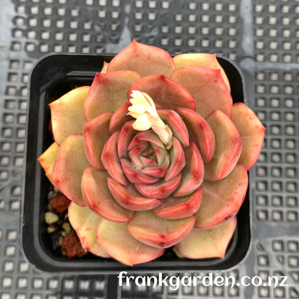 Echeveria Ice heart | 冰心