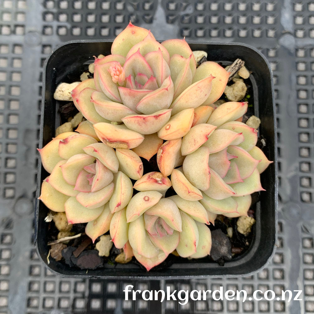 Echeveria Orion | 猎户座