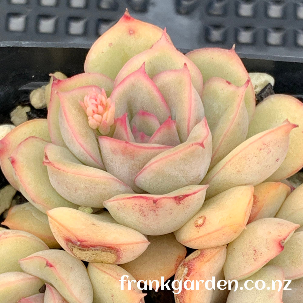 Echeveria Orion | 猎户座