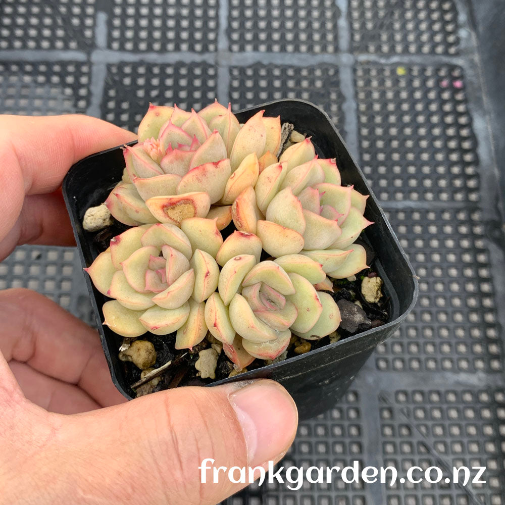 Echeveria Orion | 猎户座