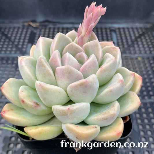 Echeveria Cream jelly | 奶油果冻