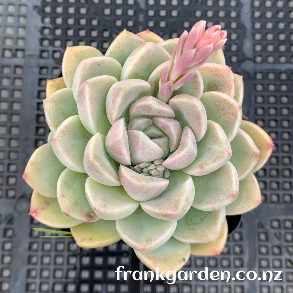 Echeveria Cream jelly | 奶油果冻