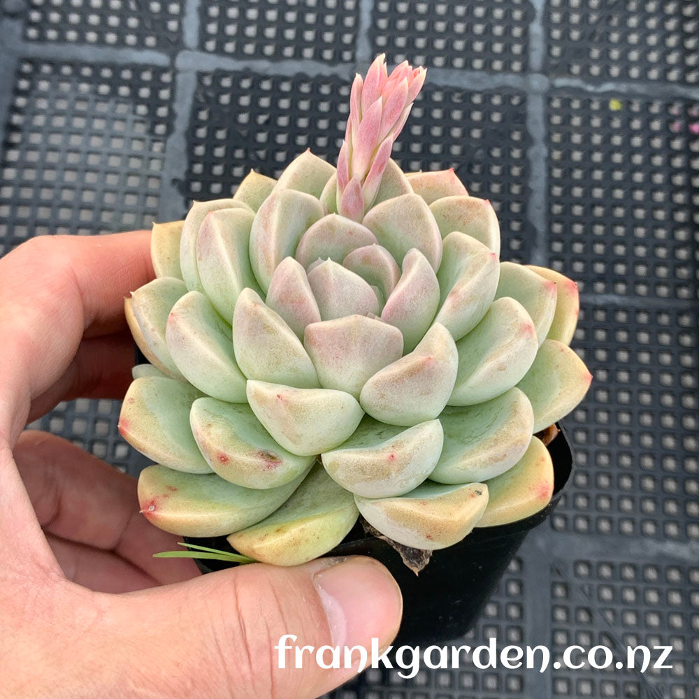 Echeveria Cream jelly | 奶油果冻