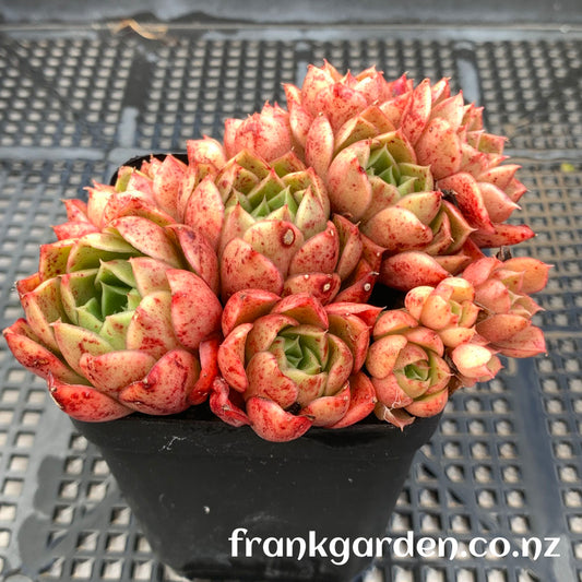 Succulent Echeveria Hyaliana x Longissima | 海罗玛