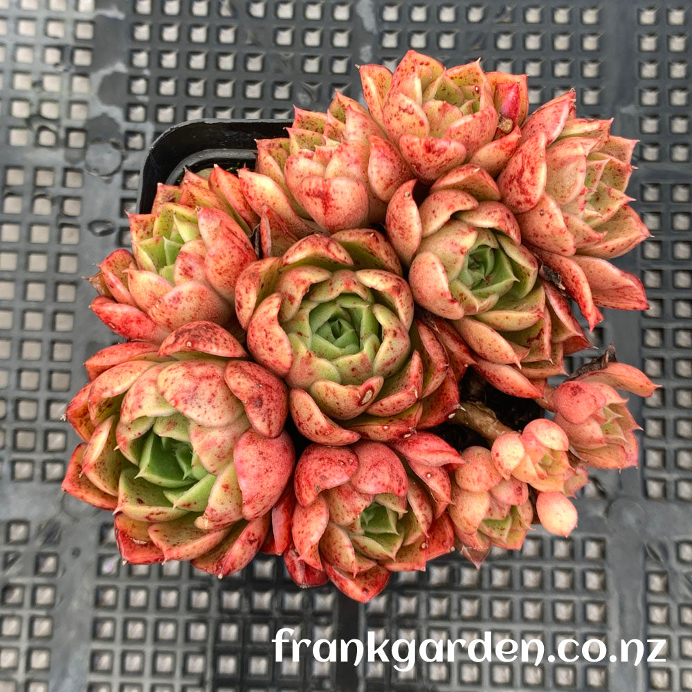 Succulent Echeveria Hyaliana x Longissima | 海罗玛