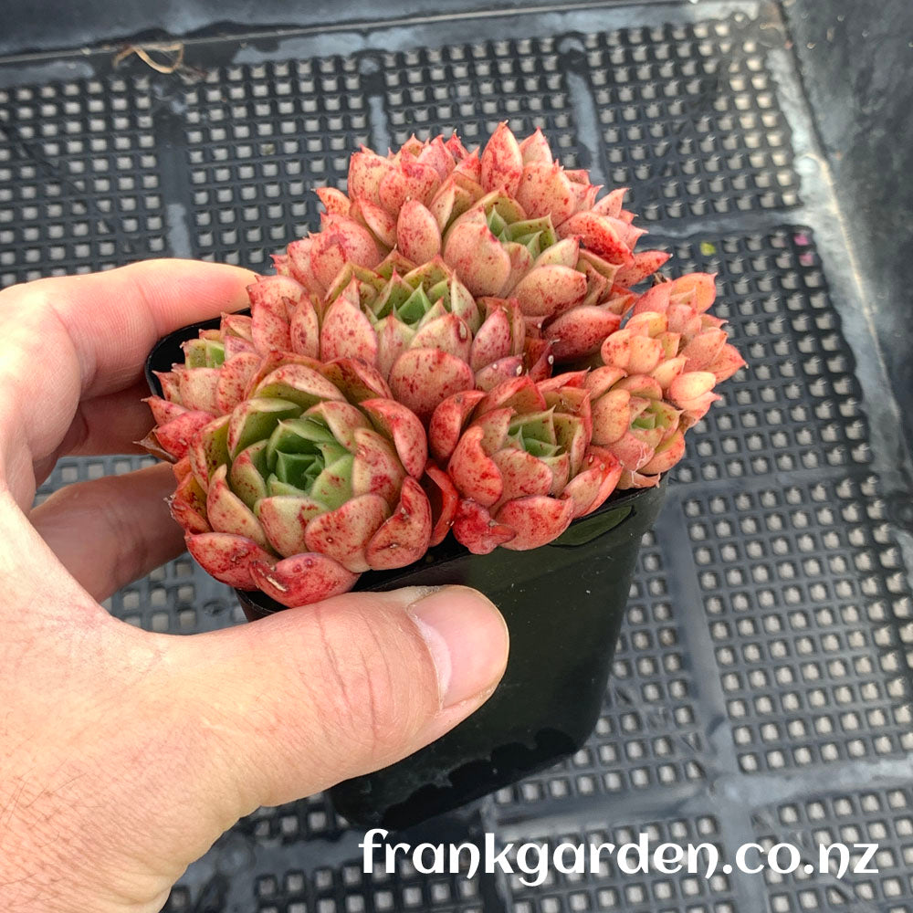 Succulent Echeveria Hyaliana x Longissima | 海罗玛