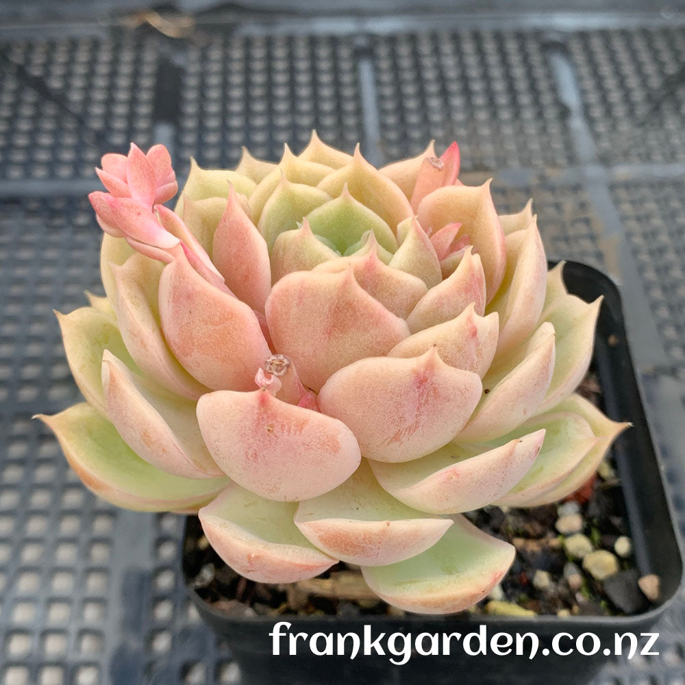 Echeveria Onslow | 昂斯洛