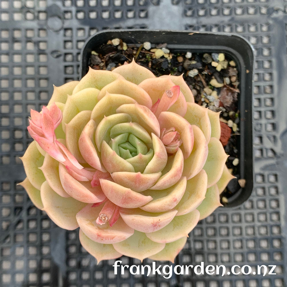 Echeveria Onslow | 昂斯洛