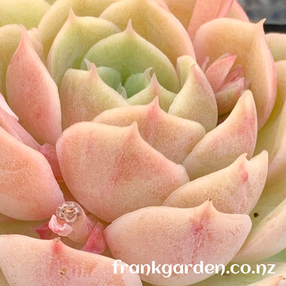 Echeveria Onslow | 昂斯洛