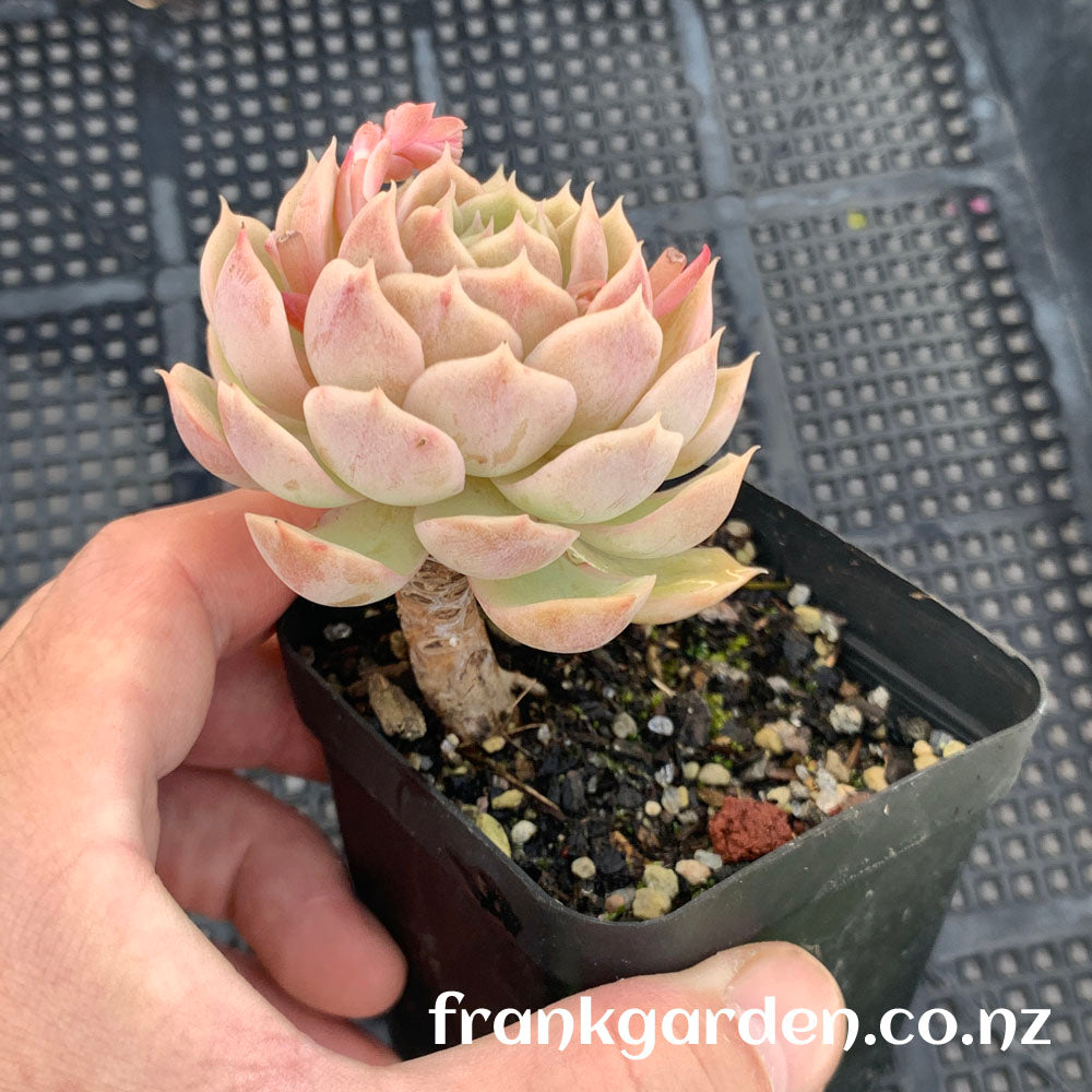 Echeveria Onslow | 昂斯洛