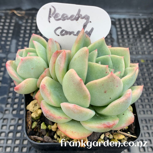 Echeveria Peach candy | 雪花