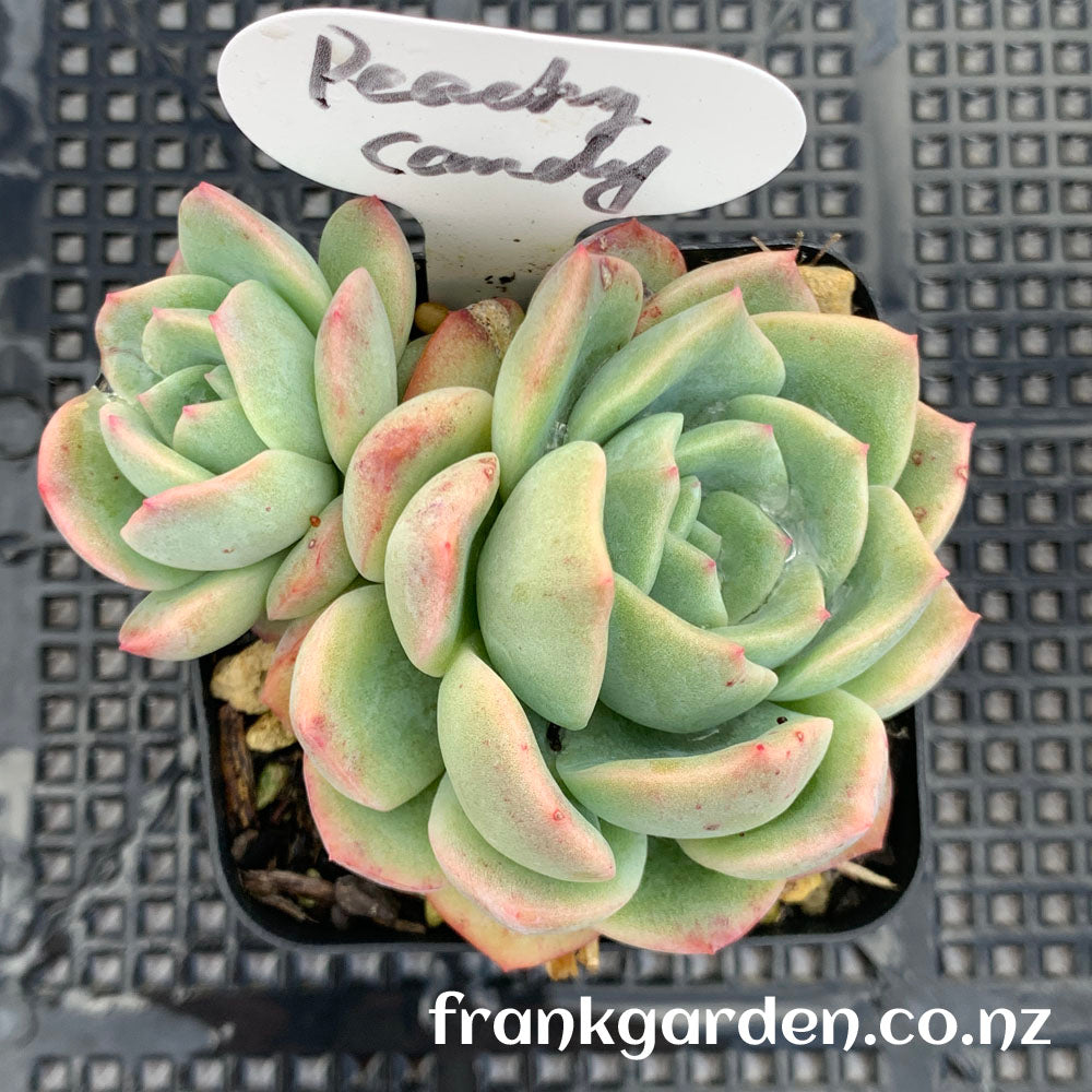 Echeveria Peach candy | 雪花