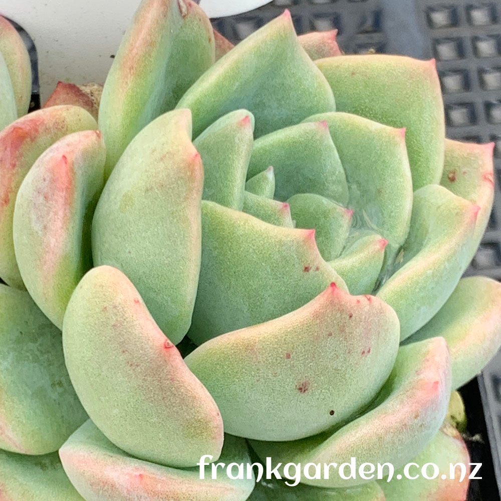 Echeveria Peach candy | 雪花