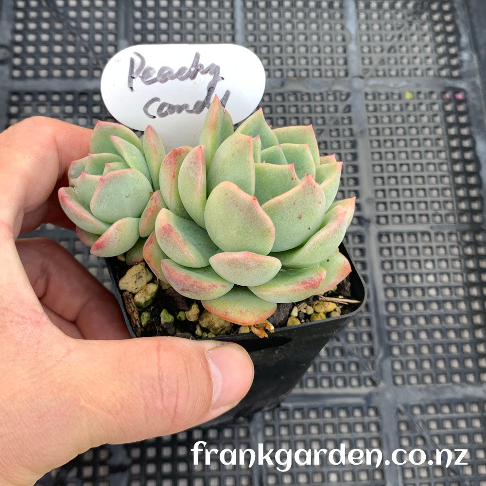 Echeveria Peach candy | 雪花