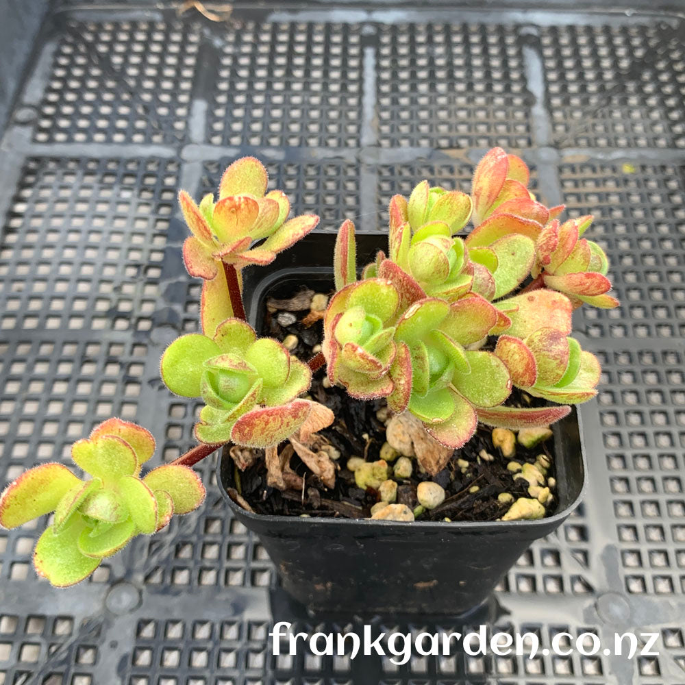 Aeonium saundersii | 橄榄球玫瑰