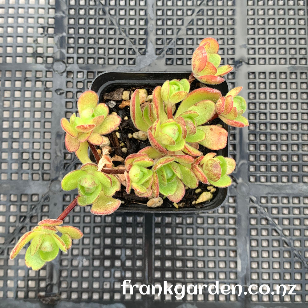 Aeonium saundersii | 橄榄球玫瑰