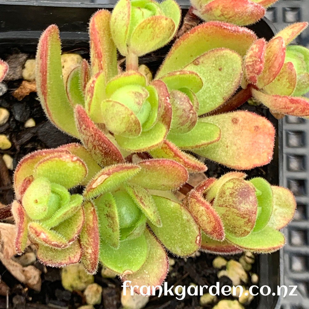 Aeonium saundersii | 橄榄球玫瑰