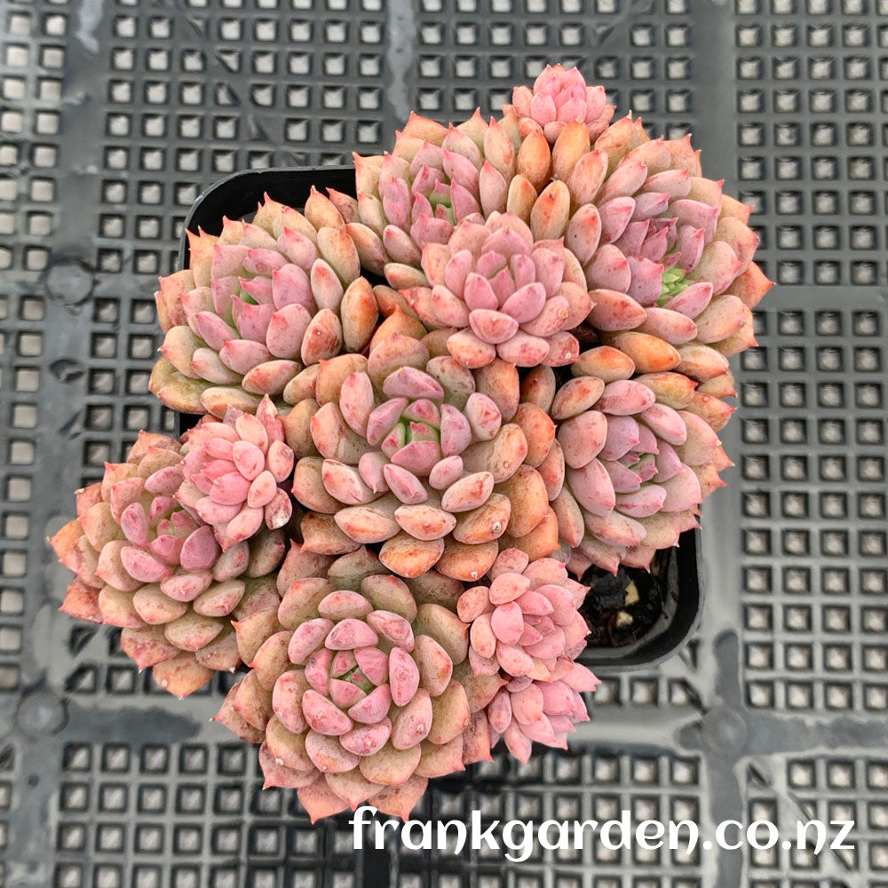 Echeveria Chrissy n Ryan | 莱恩小精灵