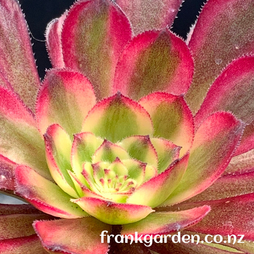 Aeonium Mardi Gras | 红覆轮