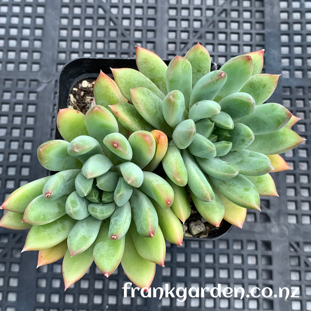 Echeveria King Midas | 迈达斯国王