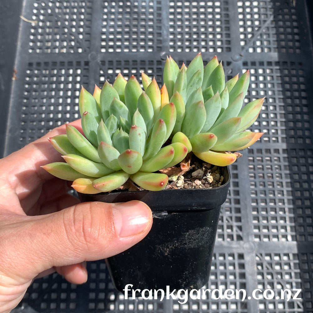 Echeveria King Midas | 迈达斯国王