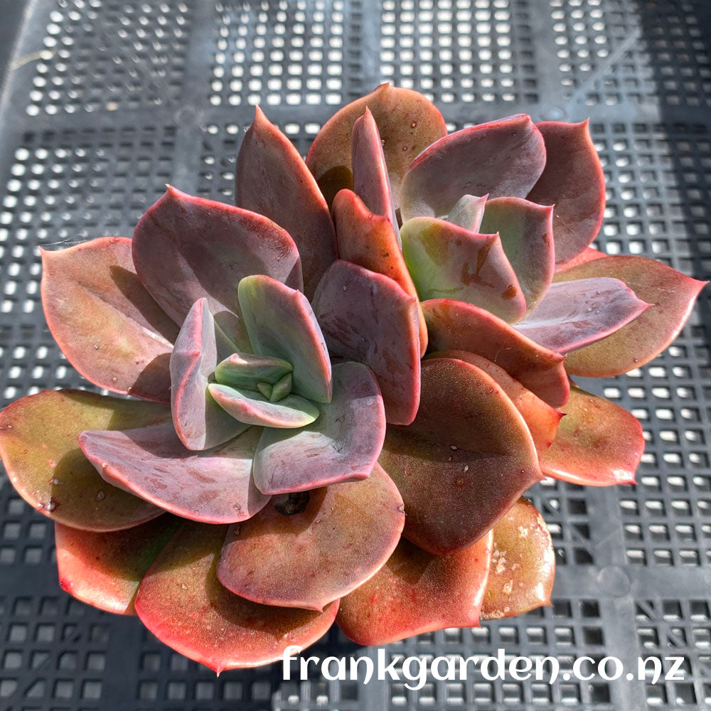 Echeveria Blue Metal | 厚叶玫瑰 蓝色金属