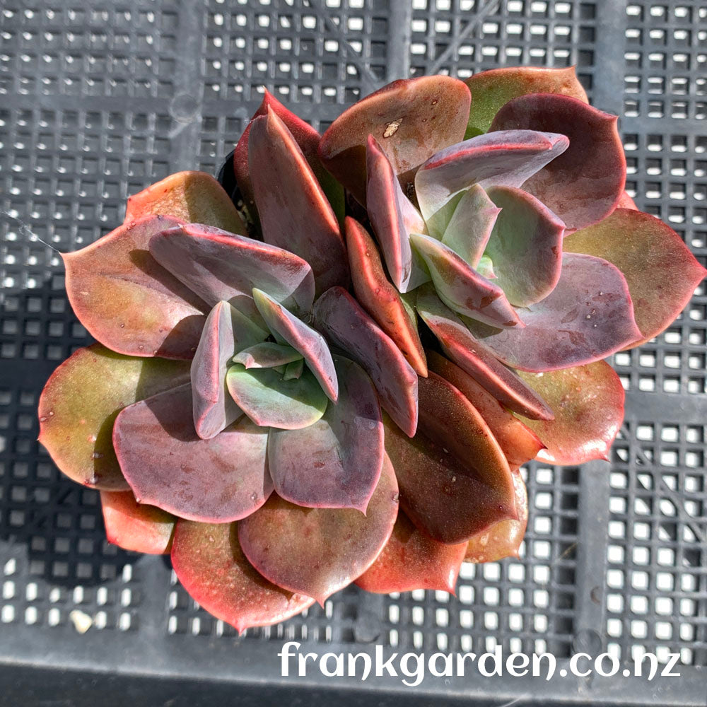 Echeveria Blue Metal | 厚叶玫瑰 蓝色金属