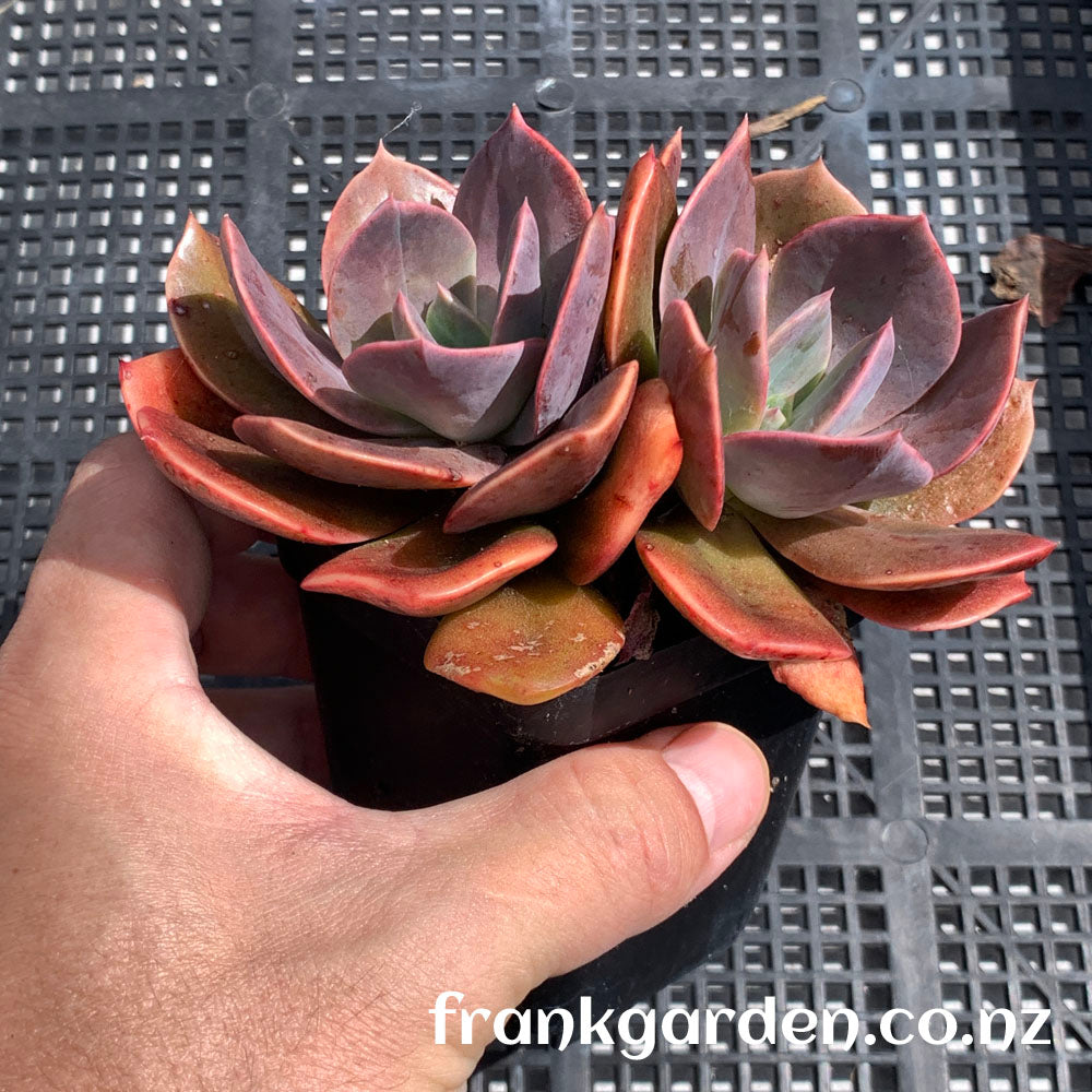 Echeveria Blue Metal | 厚叶玫瑰 蓝色金属