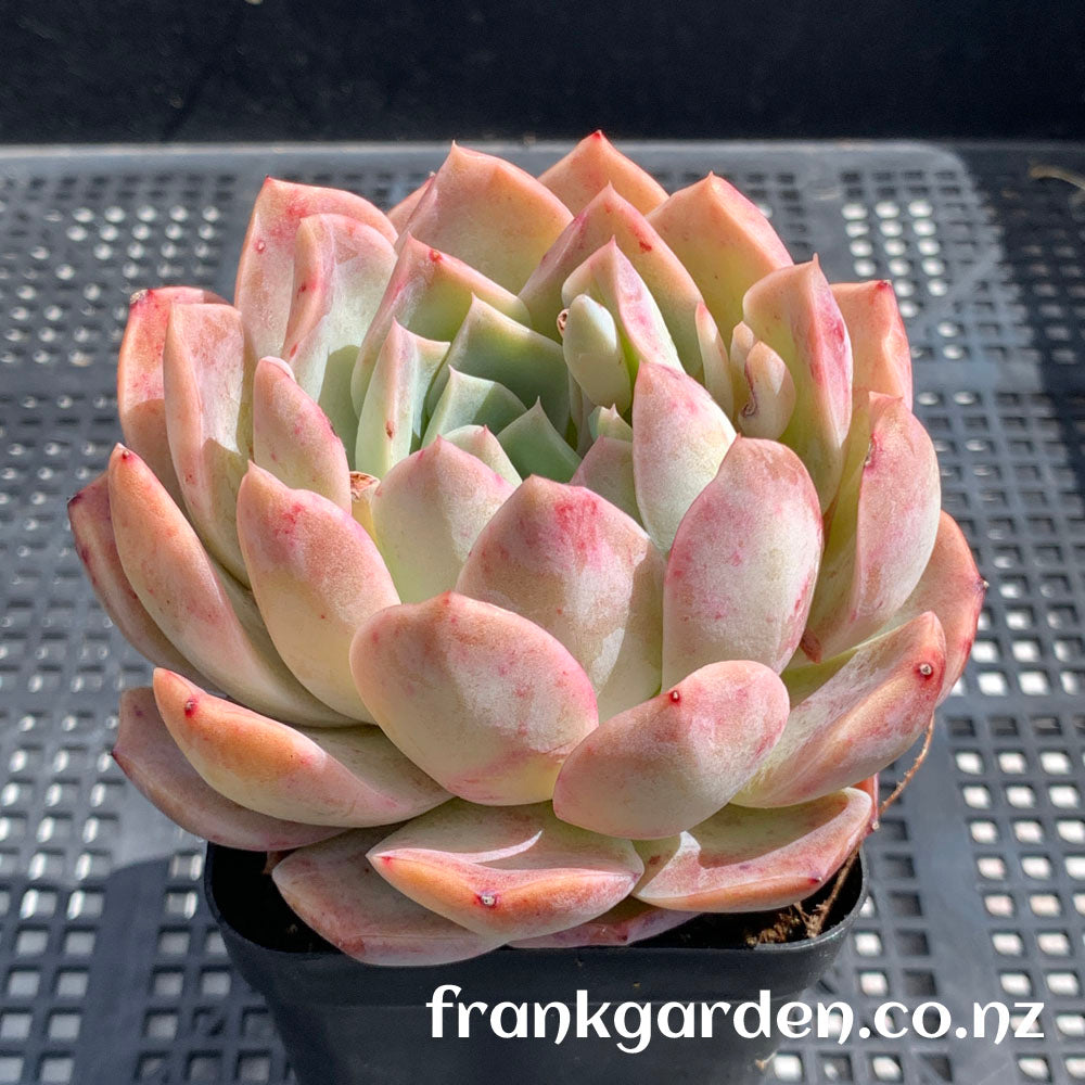 Echeveria Pure love | 纯爱 爱情