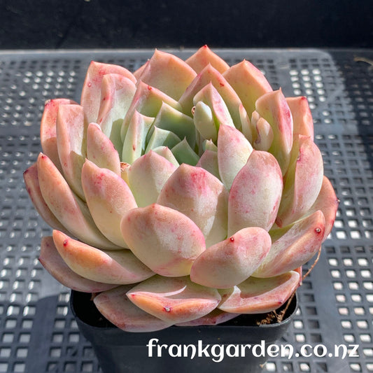 Echeveria Pure love | 纯爱 爱情